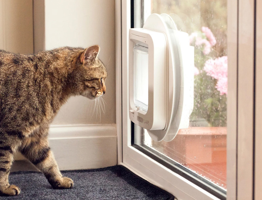 Pet Store Case Study